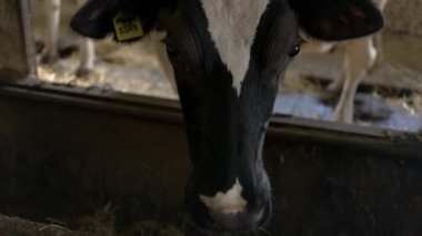 Bir ineğin kafası..