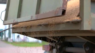 Bir kamyondan düşen tahıl.