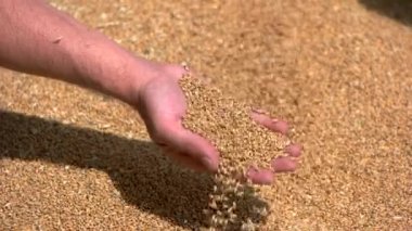 El alır tahıl mans.