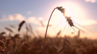 Kulak ve arka plan güneşte.