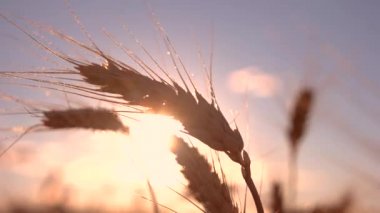Parlak güneş arka planında kulaklar.