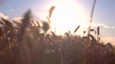 Kulakları ve arka plan güneşte.