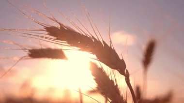 Olgun kulaklar güneş arka planında