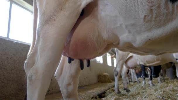 Big udder of a cow. — Stock Video