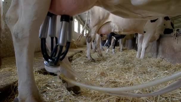 Milking machine on udder — Stock Video