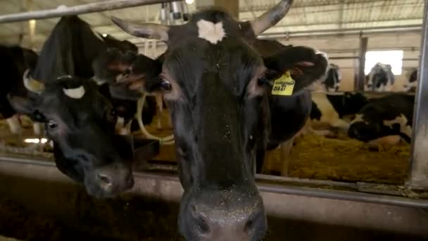 Чёрные коровы в стойле . — стоковое видео