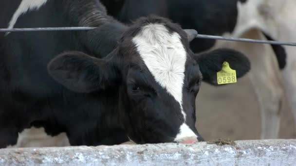 フェンスの近くの牛します。. — ストック動画