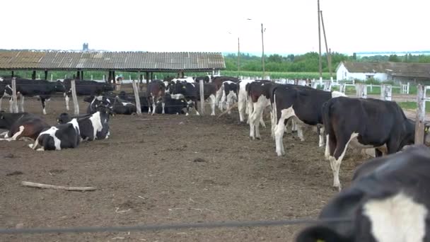 Koeien liggen op de grond. — Stockvideo