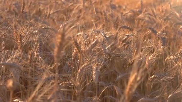 Field under sunlight. — Stock Video