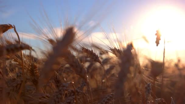 Ears on sun background. — Stock Video