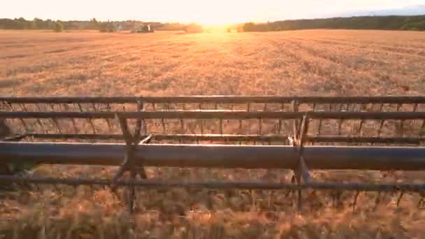 Combine blade cutting ears. — Stock Video