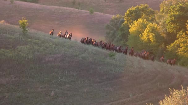 Caballos corriendo en slo-mo . — Vídeos de Stock