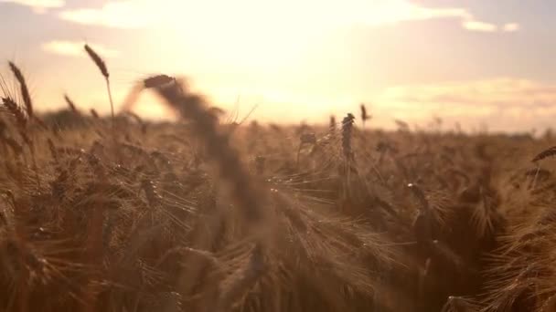 Το πεδίο σιτάρι στο φόντο του ήλιου. — Αρχείο Βίντεο