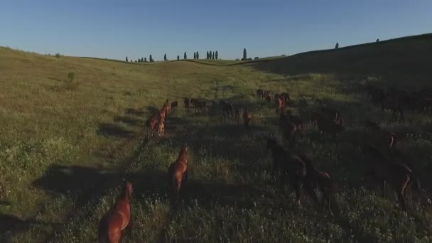 Caballos galopando en cámara lenta . — Vídeos de Stock