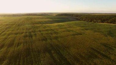 Yeşil alanların havadan görünümü.
