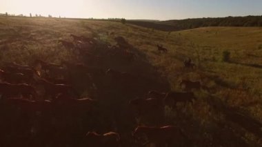 Çayır on atlar koşmak.