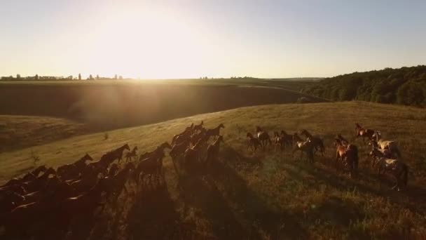 Вид на лошадей с воздуха . — стоковое видео