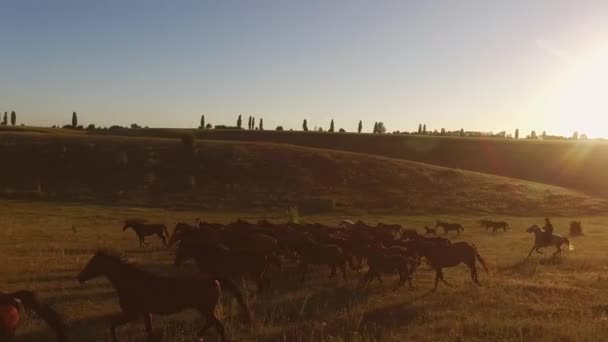 Two horsemen and herd. — Stock Video