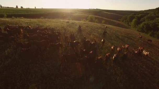 Rebaño y hombres a caballo . — Vídeos de Stock