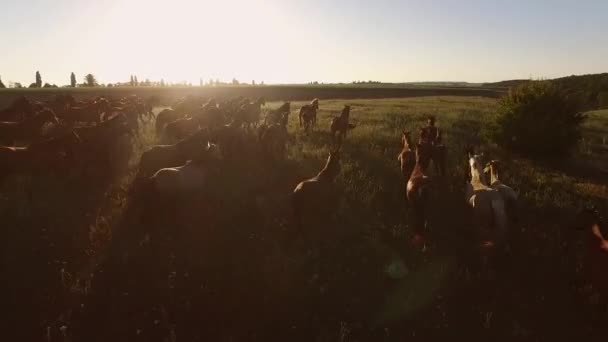 O bando de cavalos está a correr. . — Vídeo de Stock