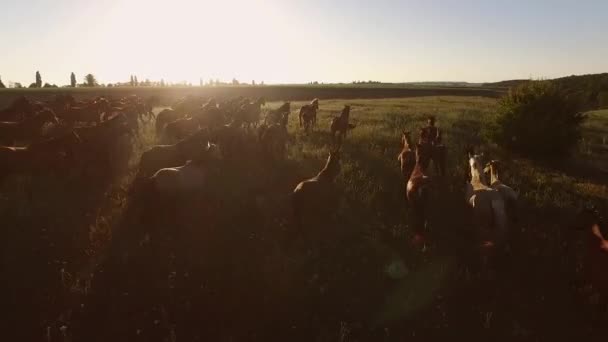 Flock hästar körs. — Stockvideo