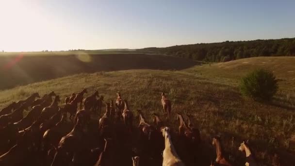 Troupeau de chevaux en marche . — Video