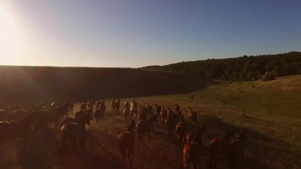 Chevaux courant sur la prairie .