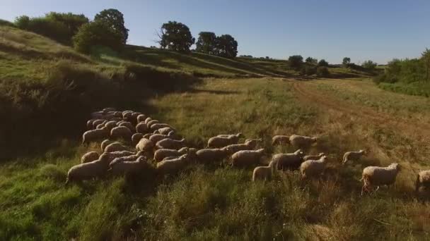 Grupo de ovejas está corriendo . — Vídeo de stock