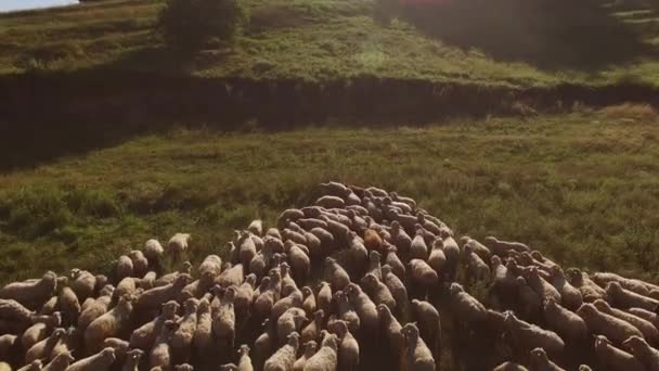 Große Gruppe von Schafen — Stockvideo