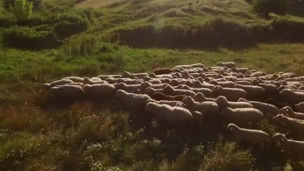 Zwiedzanie stada owiec. — Wideo stockowe