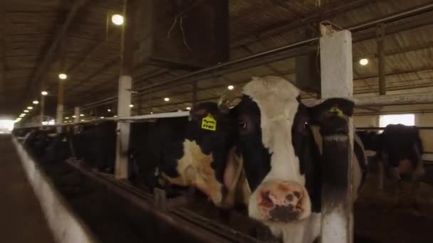 Krowa w oborze. — Wideo stockowe