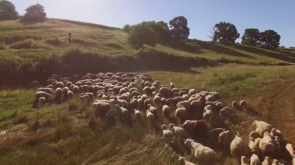 人間と羊の群れ. — ストック動画