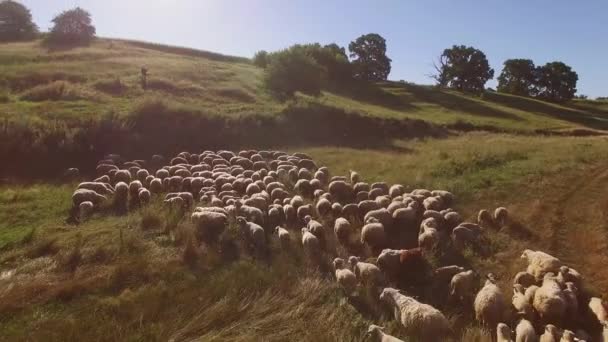 Man och får flock. — Stockvideo