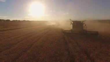 Toz bulutu içinde hasat.