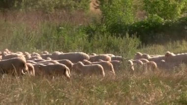 Koyun sürüsü.
