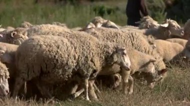 Adamın yanına koyun sürüsü
