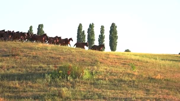 Horses run on grassy meadow. — Stock Video