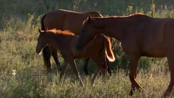 Caballos marrones caminan en pradera . — Vídeos de Stock