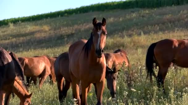 Caballos comen hierba. — Vídeos de Stock