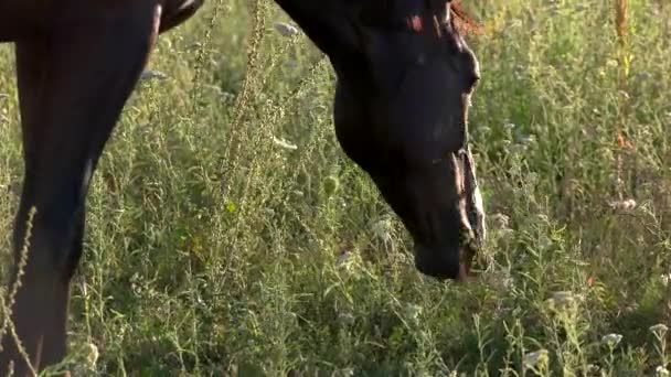 Cheval mâche de l'herbe .