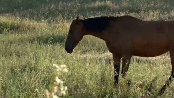 Koń, chodzenie na łące. — Wideo stockowe