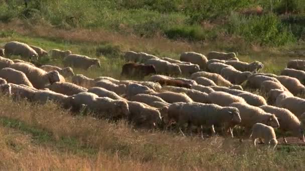 Groupe de moutons marche . — Video