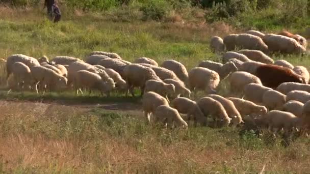 Koyun sürüsü yürüyen adam. — Stok video