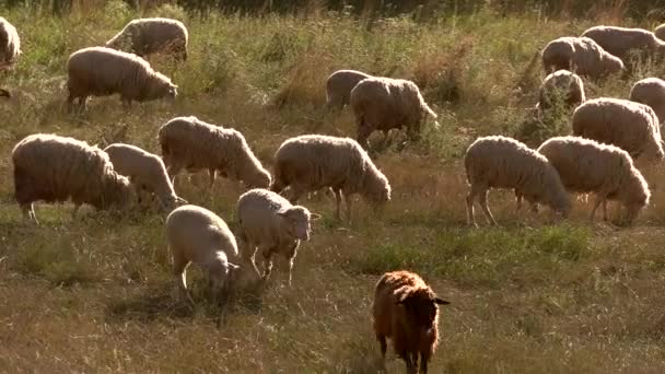 Las ovejas comen hierba . — Vídeos de Stock