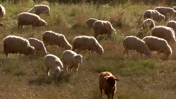 Ovinos comem grama . — Vídeo de Stock