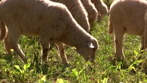 El cordero está comiendo hierba . — Vídeos de Stock