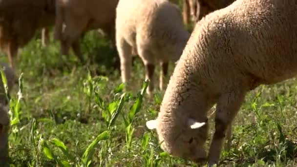 Lamm äta gräs. — Stockvideo