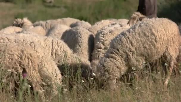 Ovejas comiendo hierba. — Vídeo de stock