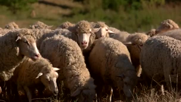 Las ovejas comen hierba en el prado . — Vídeos de Stock