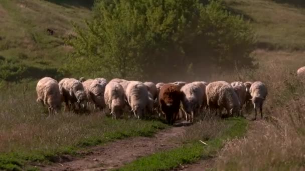 Owce idą na użytkach zielonych. — Wideo stockowe